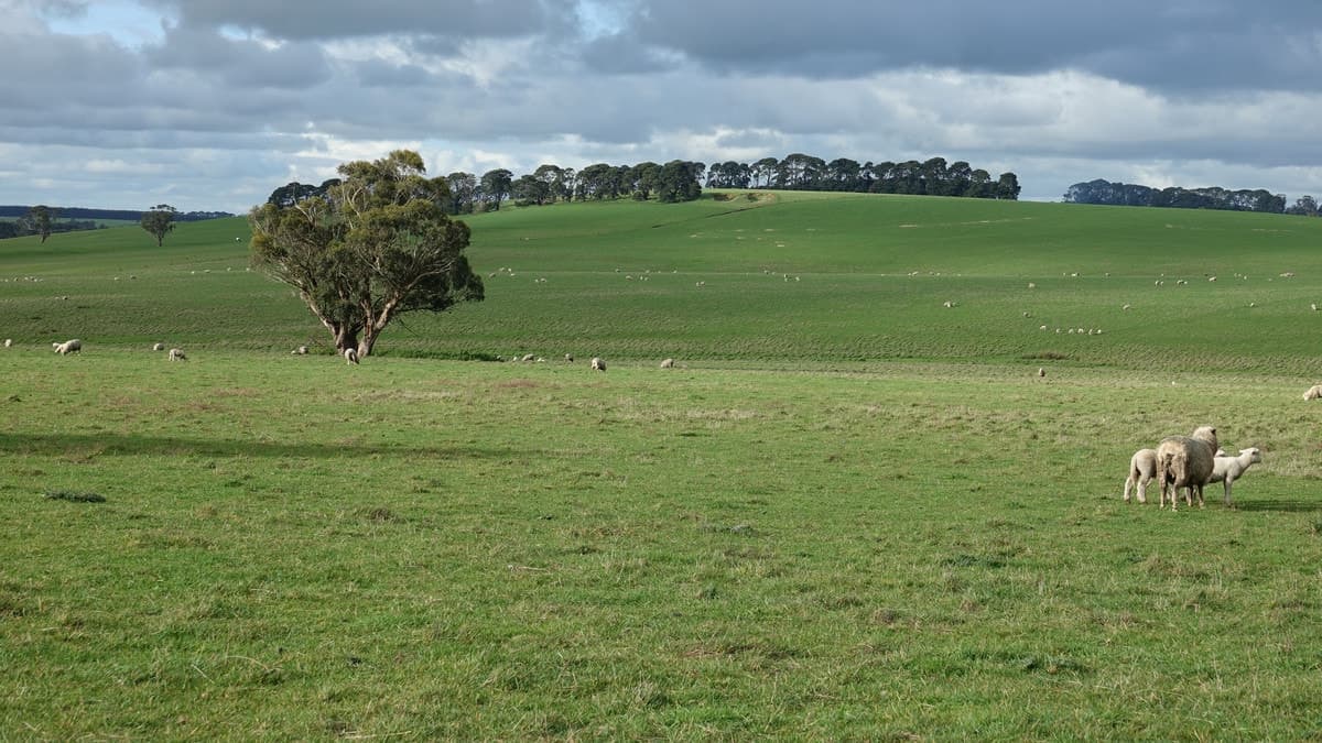 960 Birregurra-Forrest Road, Murroon, VIC, Murroon - Thumbnail 3