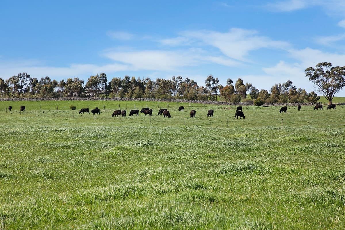 Farrells Road, Warrion, VIC, Warrion - Thumbnail 8