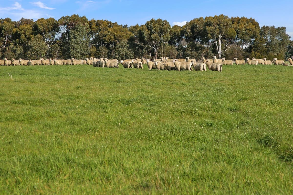 1067 Darlington-Carranballac Road, Darlington, VIC, Darlington - Thumbnail 2