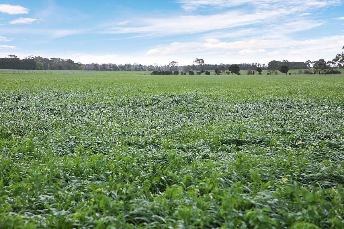 245 Beeac-Warrowie Road, Irrewarra, VIC, Irrewarra - Thumbnail 5