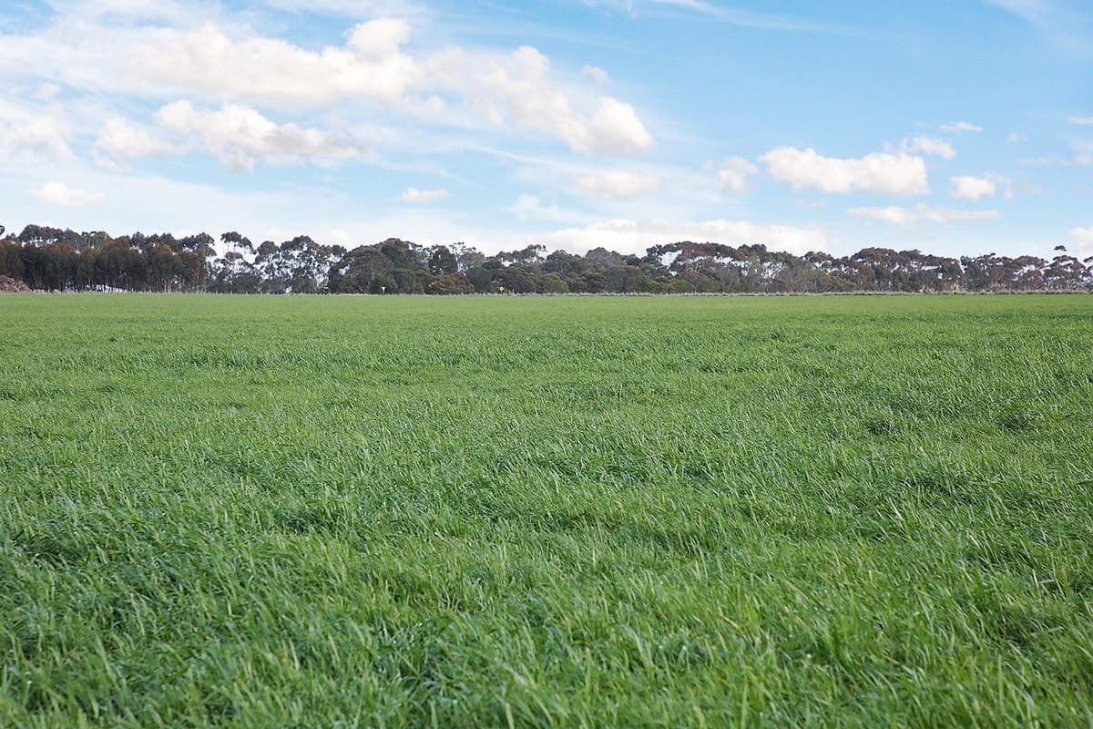 245 Beeac-Warrowie Road, Irrewarra, VIC, Irrewarra - Thumbnail 6