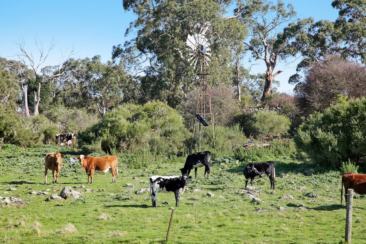 31 Ryans Road, Pirron Yallock, VIC, Pirron Yallock - Thumbnail 5
