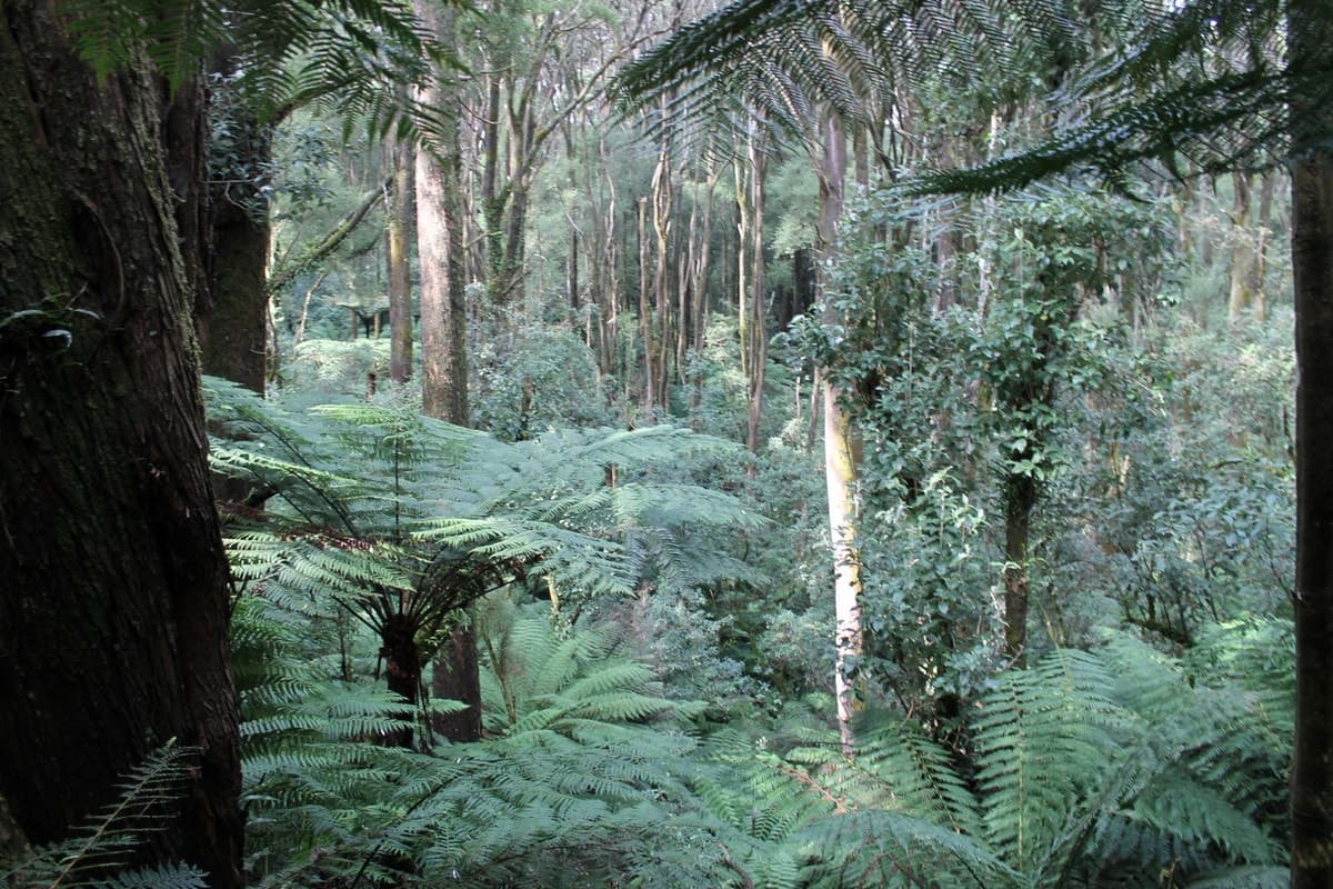 10 Old Ocean Road, Lavers Hill, VIC, Lavers Hill - Thumbnail 2