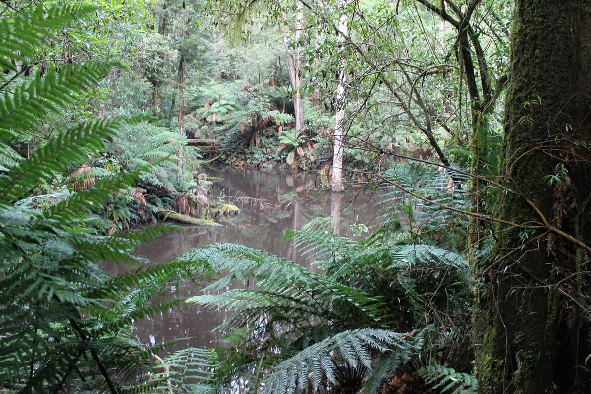 10 Old Ocean Road, Lavers Hill, VIC, Lavers Hill - Thumbnail 3