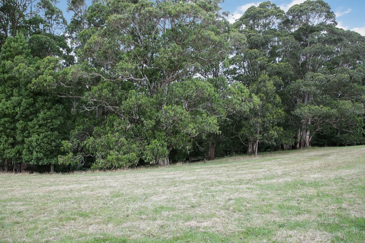150 Old Colac Road, Beech Forest, VIC, Beech Forest - Thumbnail 4