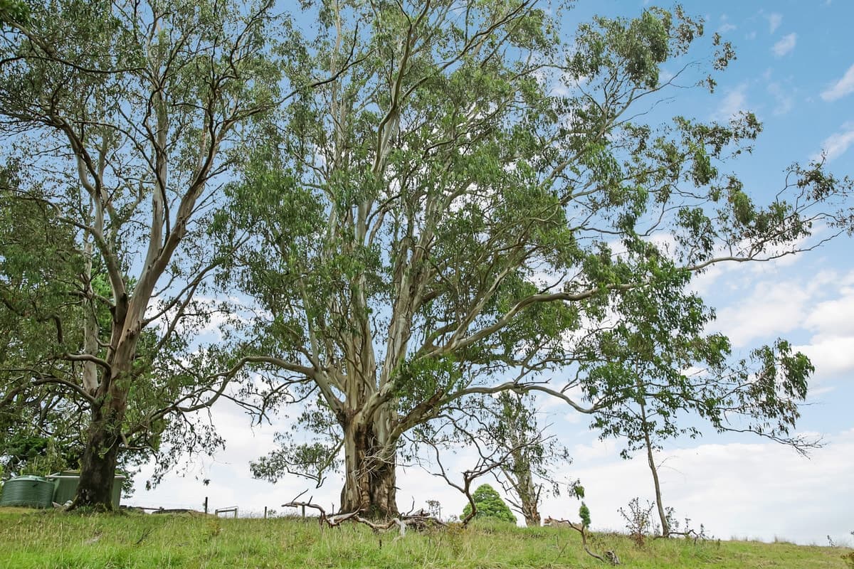 150 Old Colac Road, Beech Forest, VIC, Beech Forest - Thumbnail 5