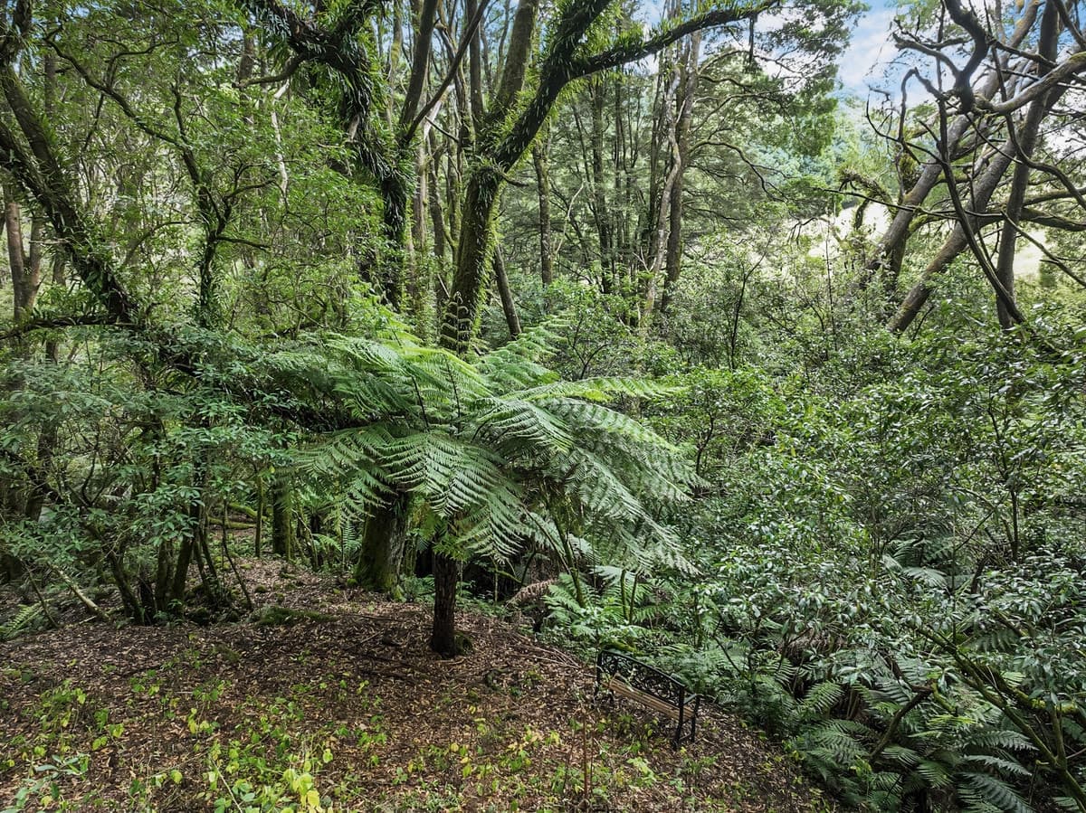 150 Old Colac Road, Beech Forest, VIC, Beech Forest - Thumbnail 8