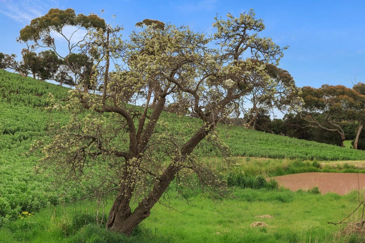 Barrabool Road, Barrabool, VIC, Barrabool - Thumbnail 4