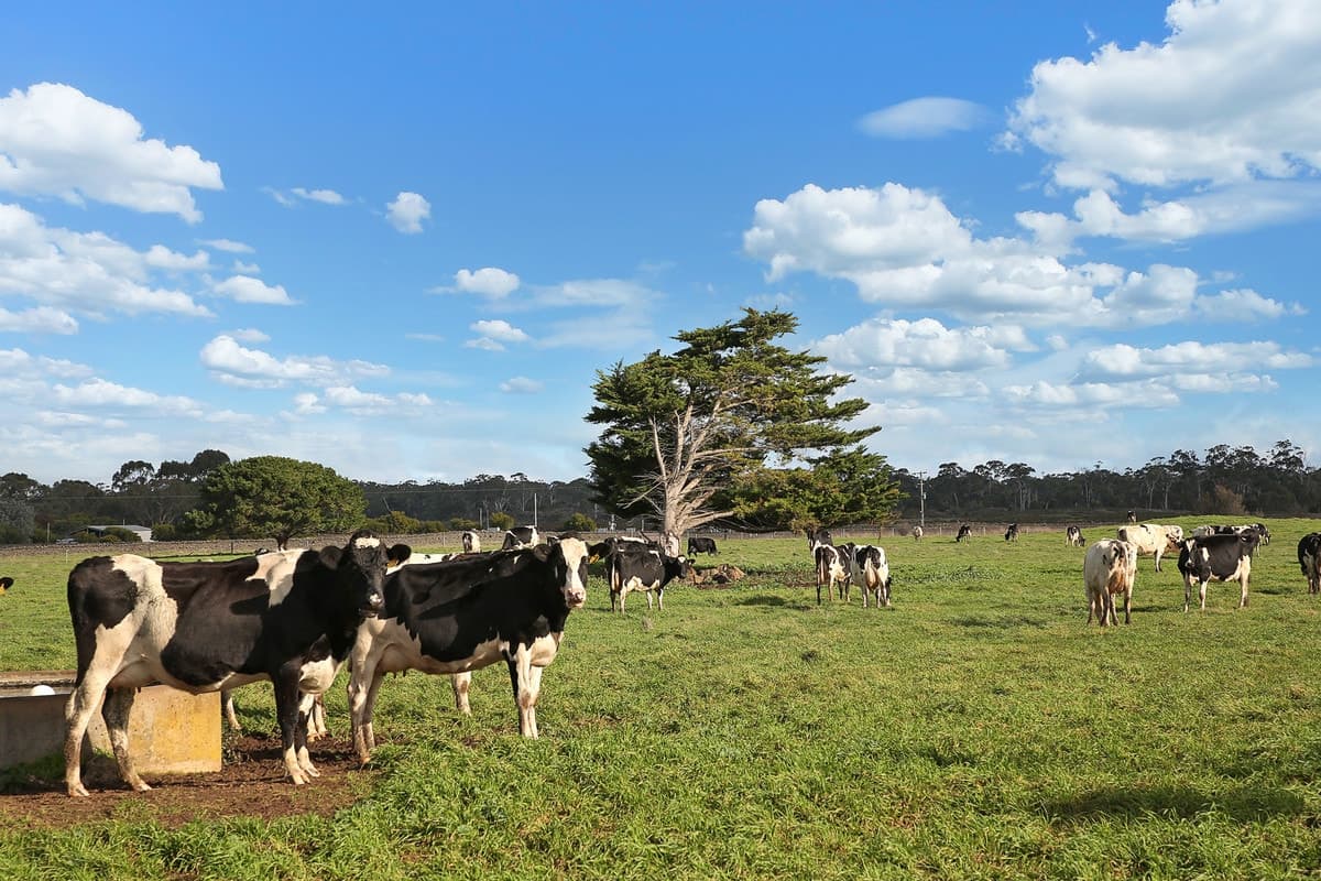 3041 Princes Highway, Weerite, VIC, Weerite - Thumbnail 4