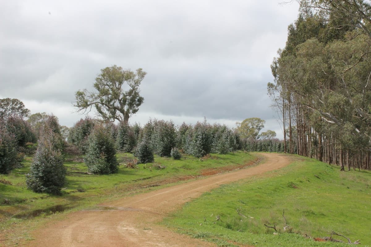 44A Gray Street, Hamilton, VIC, Hamilton - Thumbnail 5
