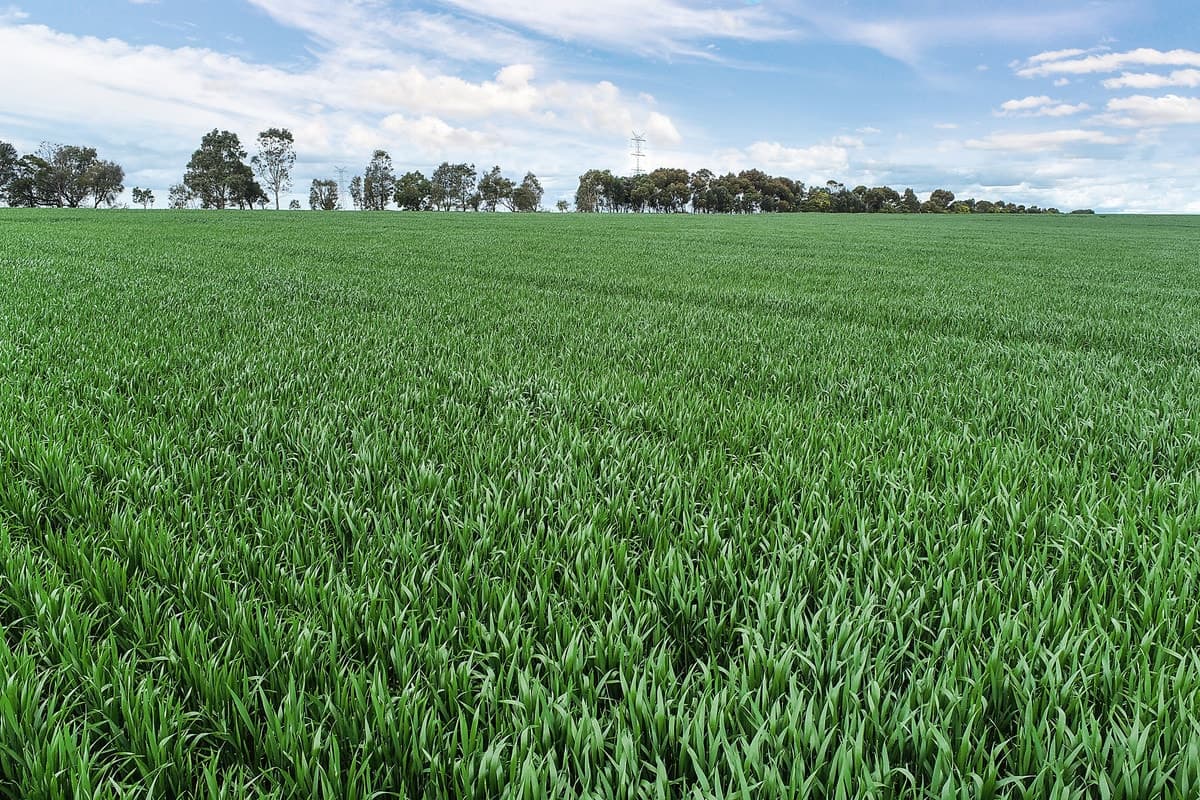 Potters Road, Cressy, VIC, Cressy - Thumbnail 6