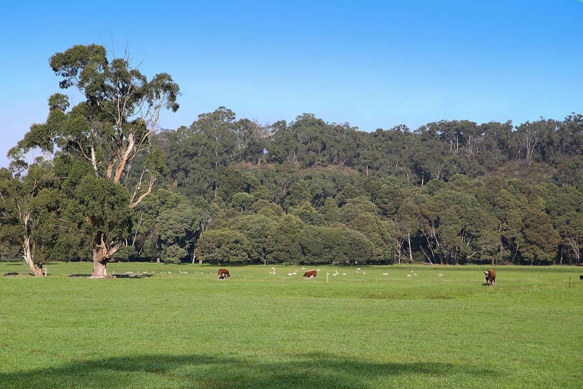 Silks Access Road, Carlisle River, VIC, Carlisle River - Thumbnail 6