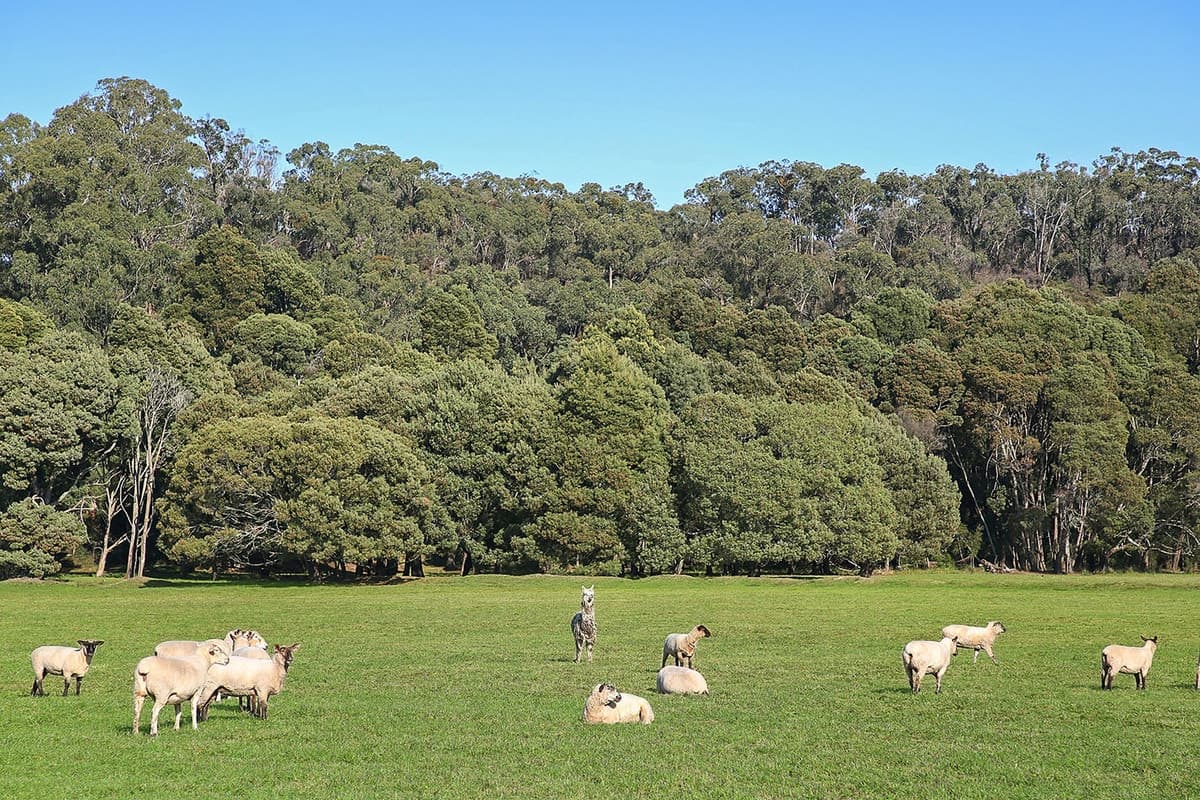Silks Access Road, Carlisle River, VIC, Carlisle River - Thumbnail 7