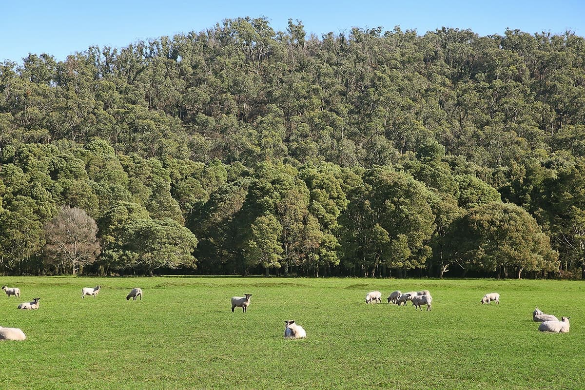 Silks Access Road, Carlisle River, VIC, Carlisle River - Thumbnail 8