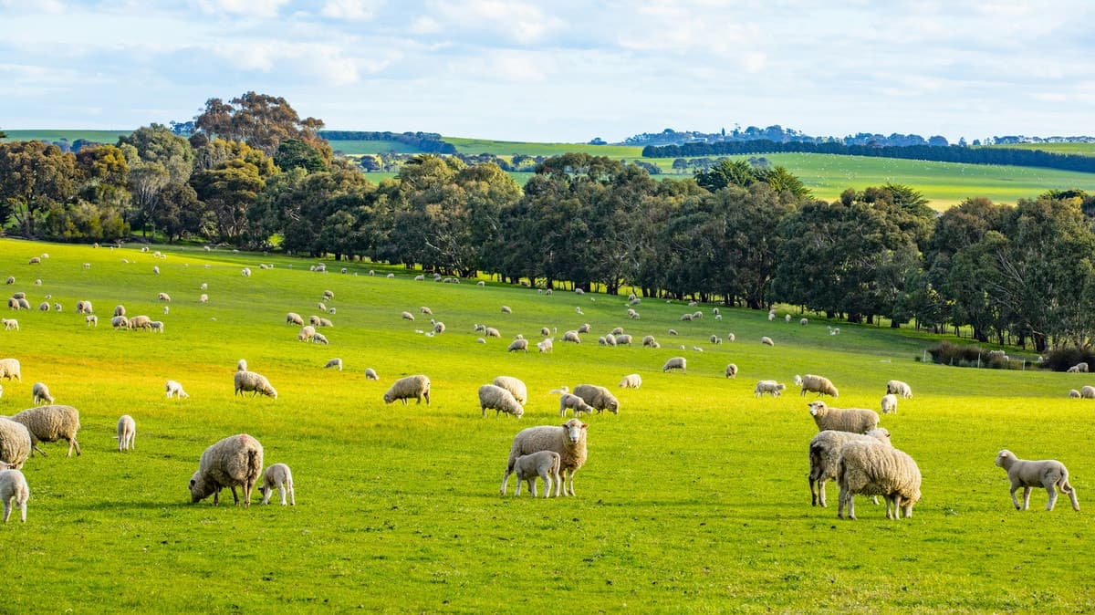 Lismore-Pittong Road, Pittong, VIC, Pittong - Thumbnail 8