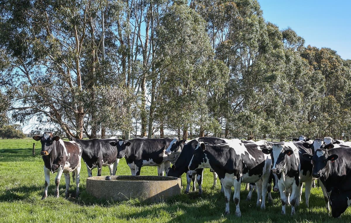 Swan Marsh Road, Swan Marsh, VIC, Swan Marsh - Thumbnail 8