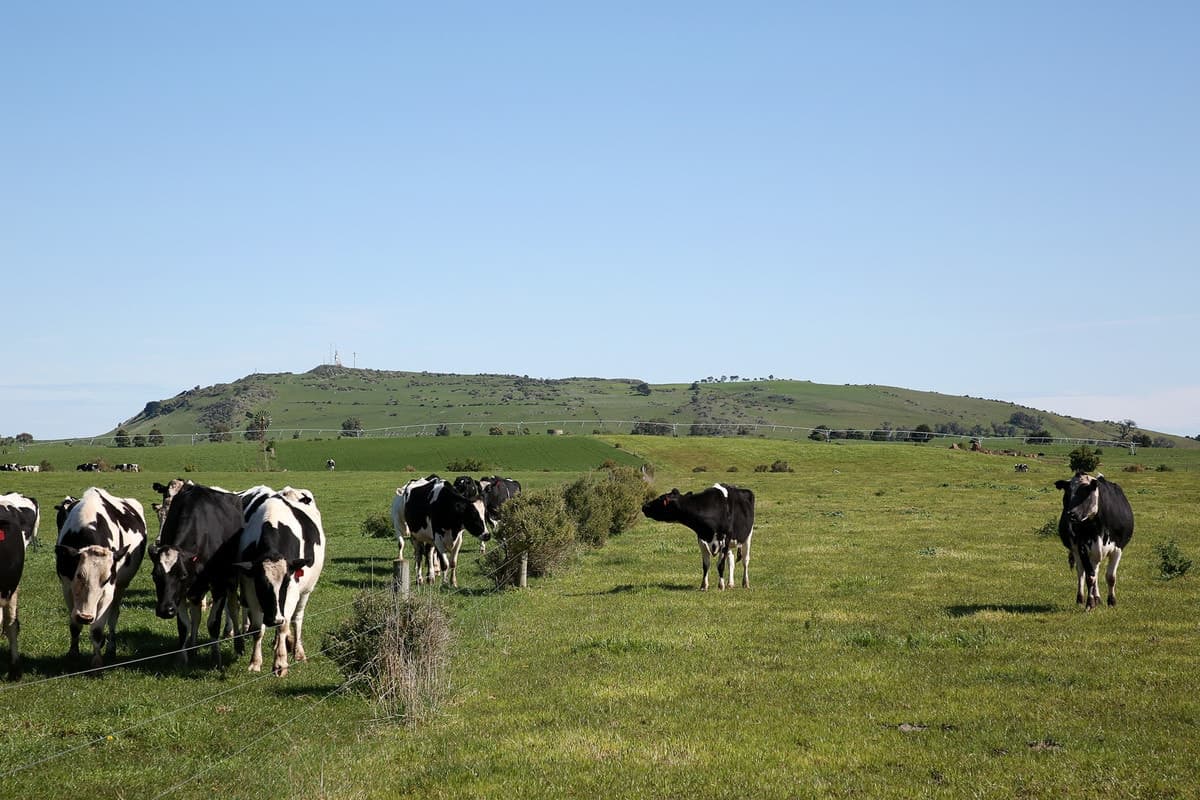 495 & 540 Coragulac-Beeac Road, Warrion, VIC, Warrion - Thumbnail 4