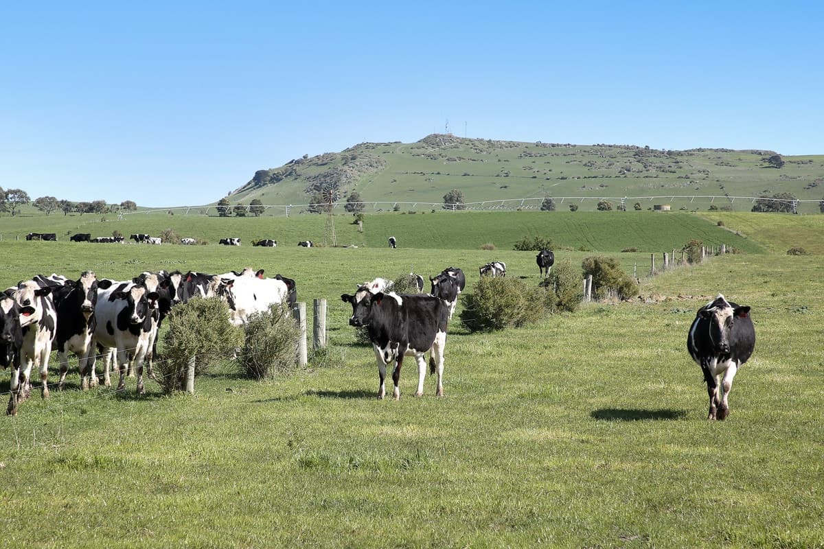 495 & 540 Coragulac-Beeac Road, Warrion, VIC, Warrion - Thumbnail 8