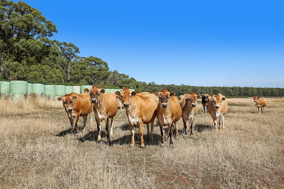 Boorook Road, Cooriemungle, VIC, Cooriemungle - Thumbnail 2
