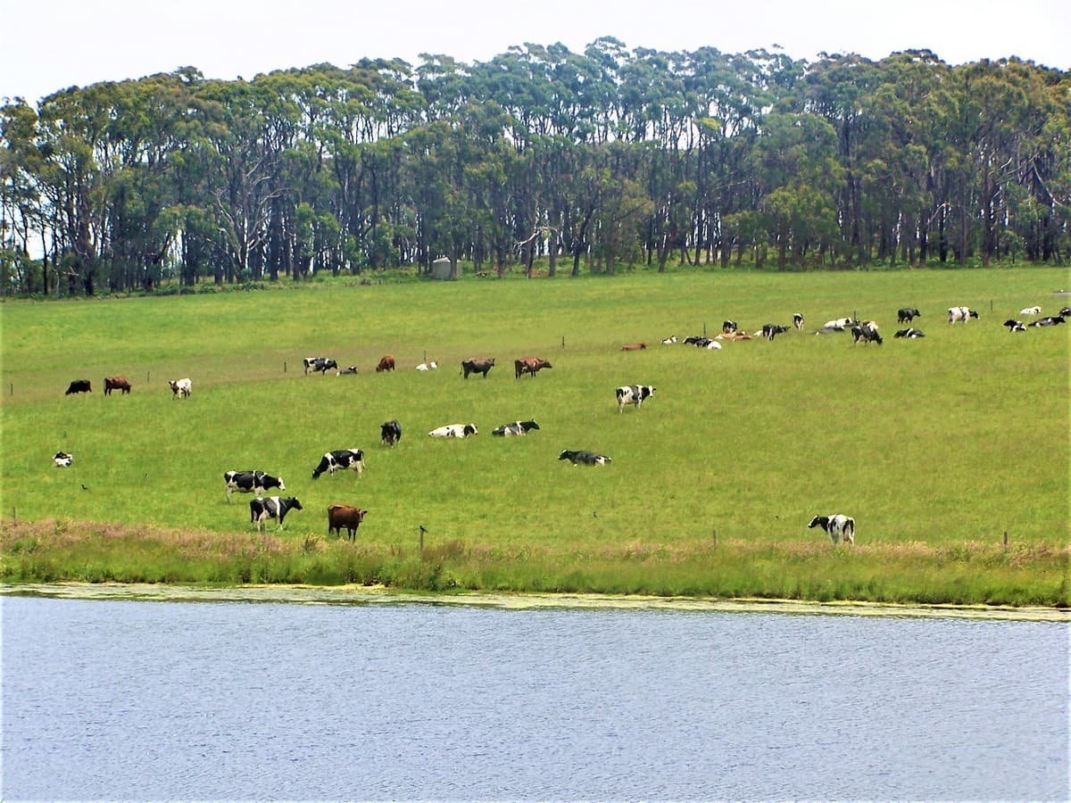 611 Melrose Road, Princetown, VIC, Princetown - Thumbnail 6