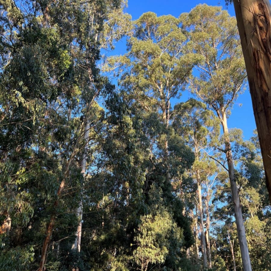 255 Upper Gellibrand Road, Barramunga, VIC, Barramunga - Thumbnail 3