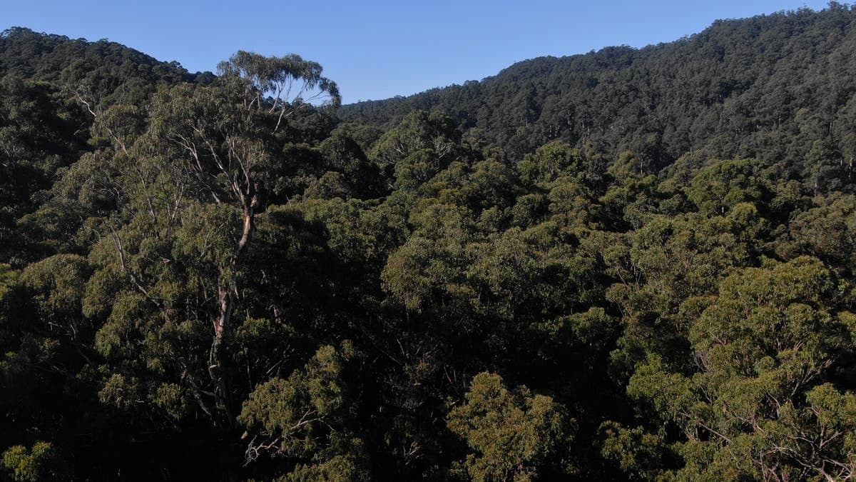 255 Upper Gellibrand Road, Barramunga, VIC, Barramunga - Thumbnail 4