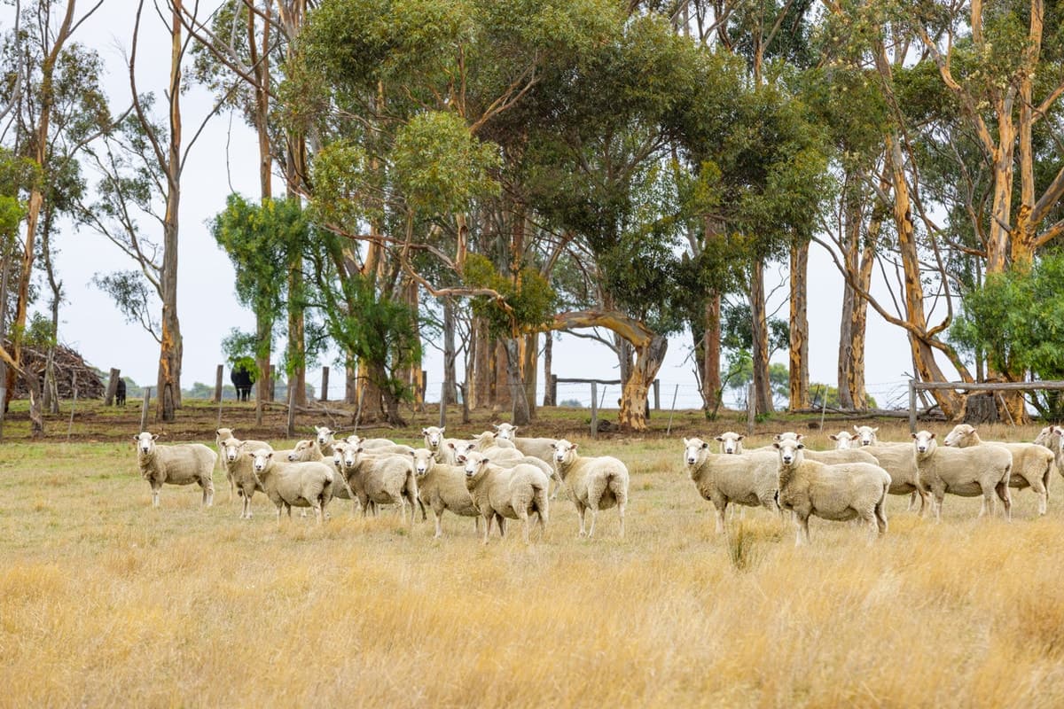 1660 and 1690 Colac-Ballarat Road, Beeac, VIC, Beeac - Thumbnail 2