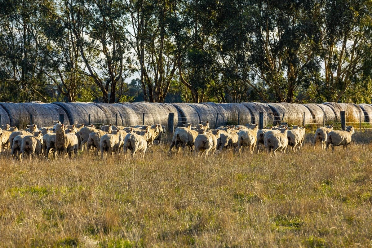 Gnarpurt Road, Leslie Manor, VIC, Leslie Manor - Thumbnail 8