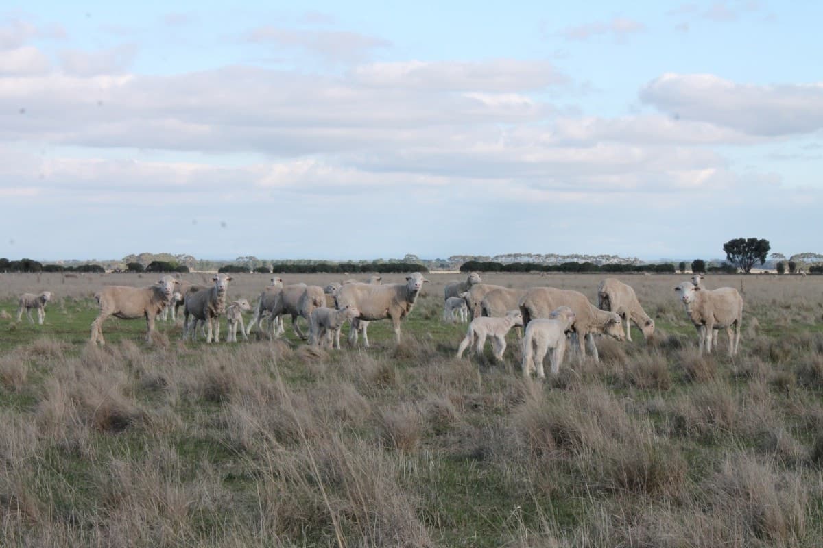 6060 Hamilton Highway, Cressy, VIC, Cressy - Thumbnail 2