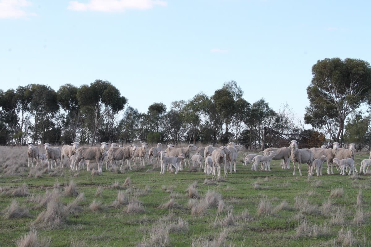 6060 Hamilton Highway, Cressy, VIC, Cressy - Thumbnail 5