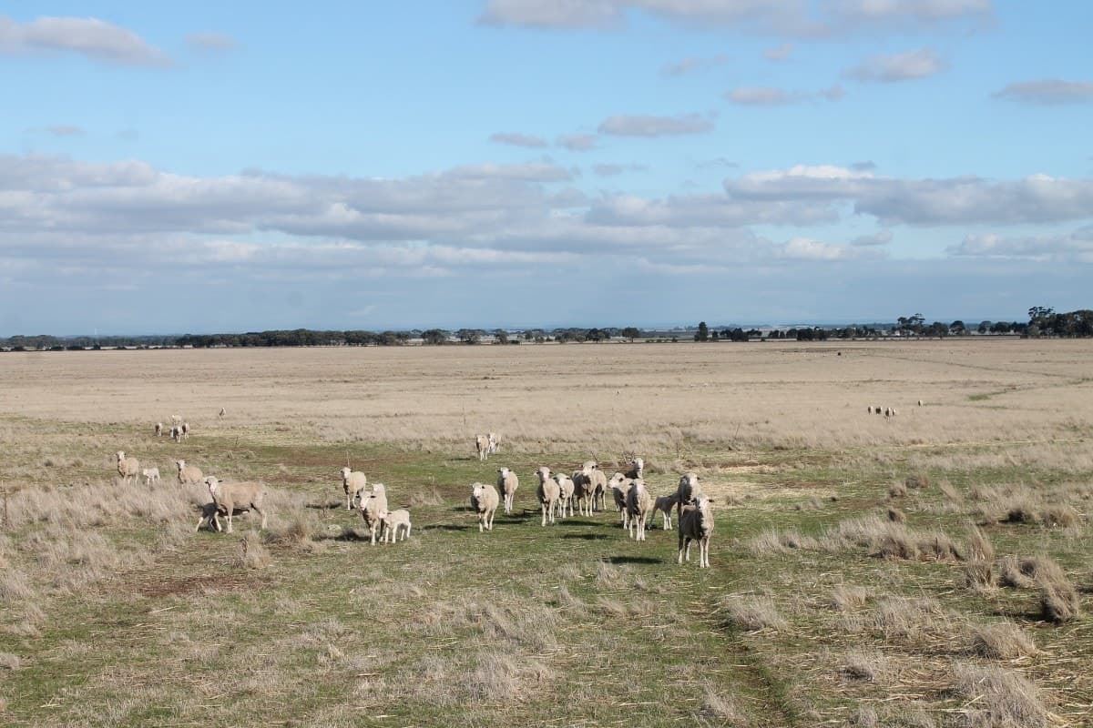 6060 Hamilton Highway, Cressy, VIC, Cressy - Thumbnail 7