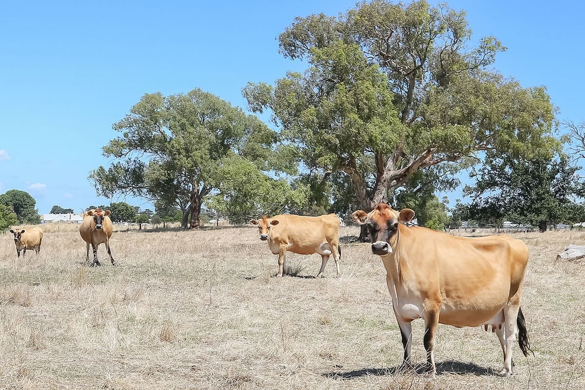 1560 Colac Ballarat Road, Beeac, VIC, Beeac - Thumbnail 2