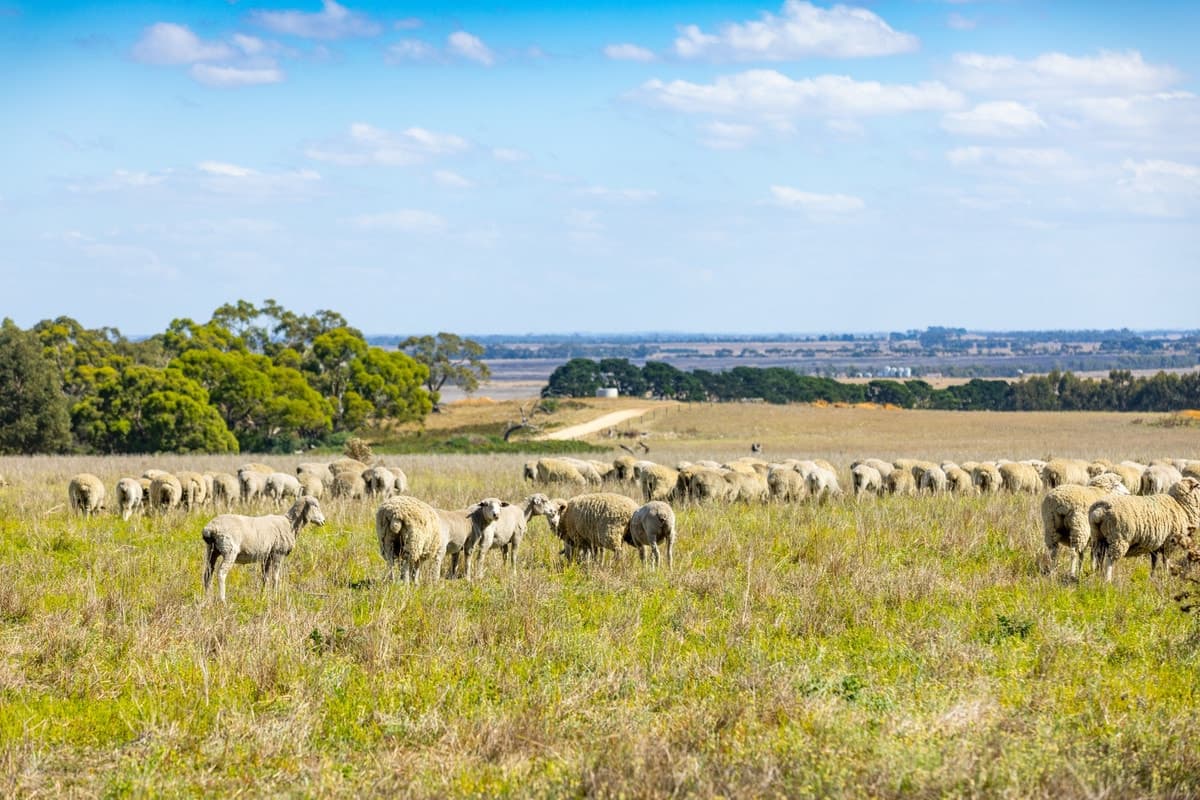 779 Coopers Road, Meredith, VIC, Meredith - Thumbnail 4