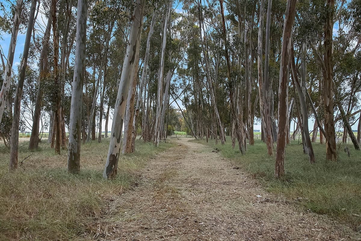 2 Berrybank - Wallinduc Road, Wallinduc, VIC, Wallinduc - Thumbnail 4