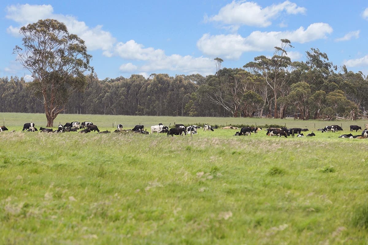 1430 Cobden-Warrnambool, Glenfyne, VIC, Glenfyne - Thumbnail 6