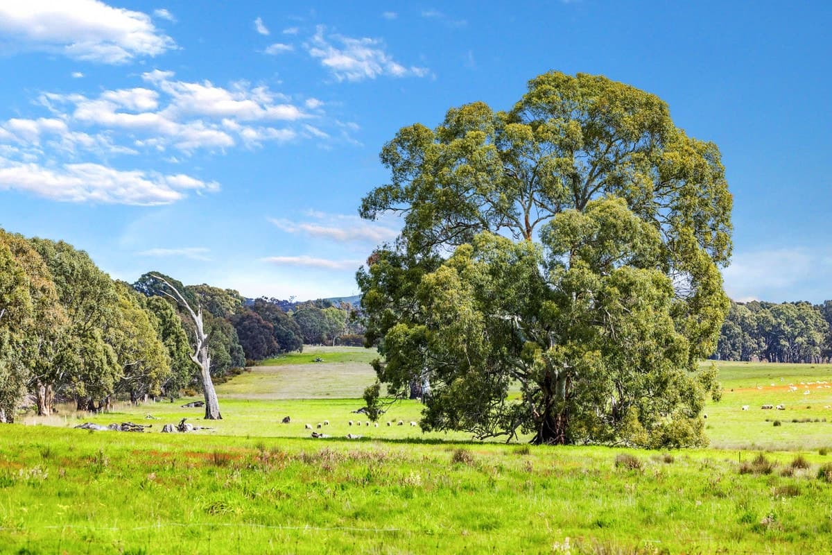 Coach Road, Buangor, VIC, Buangor - Thumbnail 5