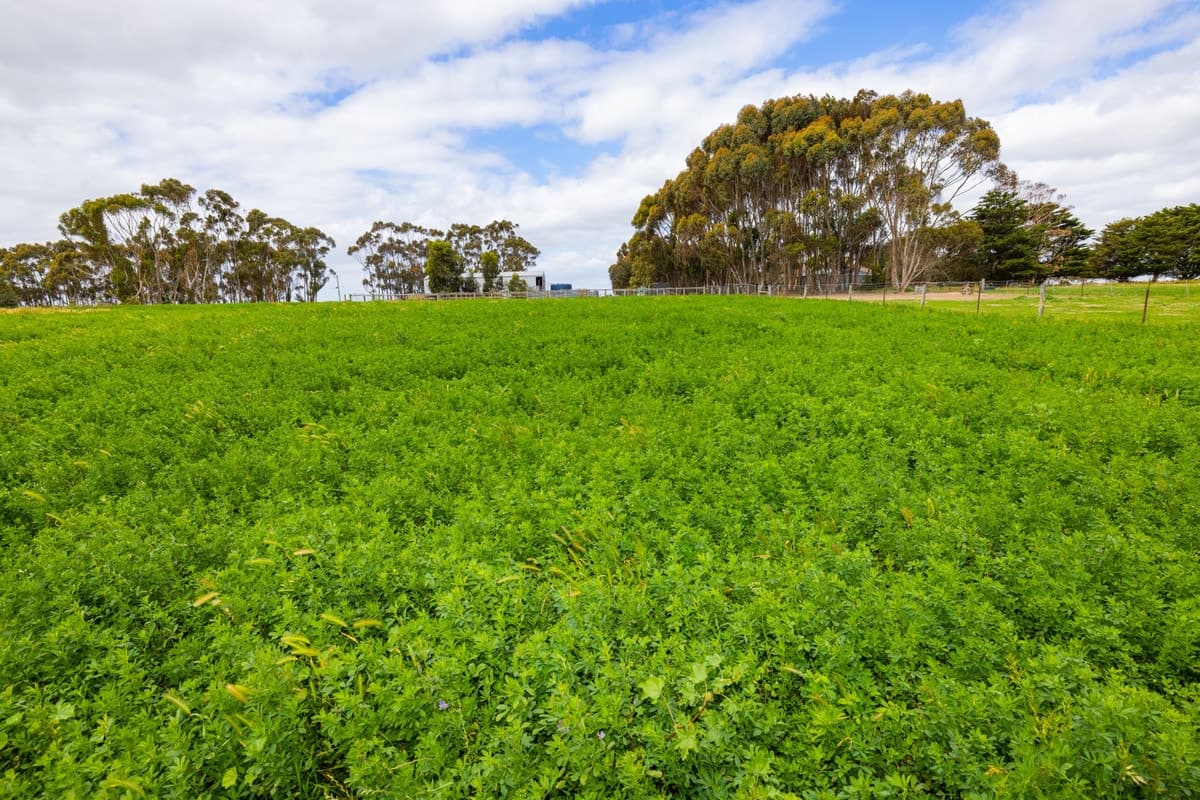 1700 Pitfield-Cressy Road, Werneth, VIC, Werneth - Thumbnail 4