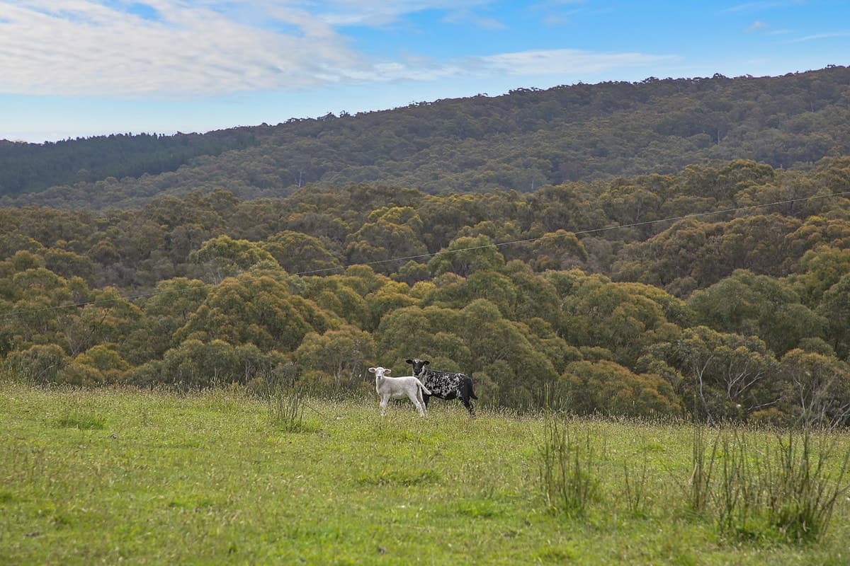 1699 Carlisle River Road, Carlisle River, VIC, Carlisle River - Thumbnail 5