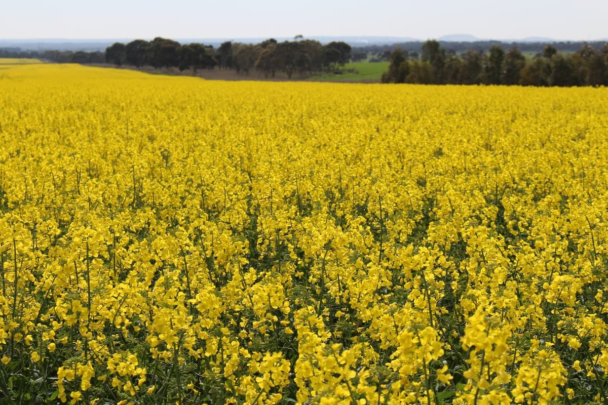 Gnarwarre Road, Inverleigh, VIC, Inverleigh - Thumbnail 4
