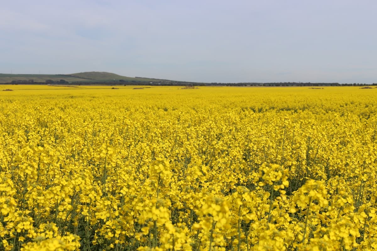 Gnarwarre Road, Inverleigh, VIC, Inverleigh - Thumbnail 5