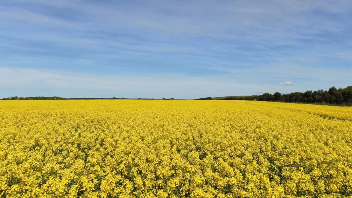 Gnarwarre Road, Inverleigh, VIC, Inverleigh - Thumbnail 7