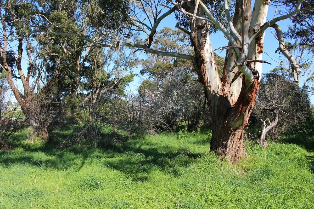 925 Corangamite Lake Road, Coragulac, VIC, Coragulac - Thumbnail 8