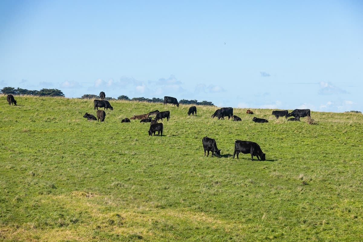 Penshurst - Port Fairy Road, Crossley, VIC, Crossley - Thumbnail 2