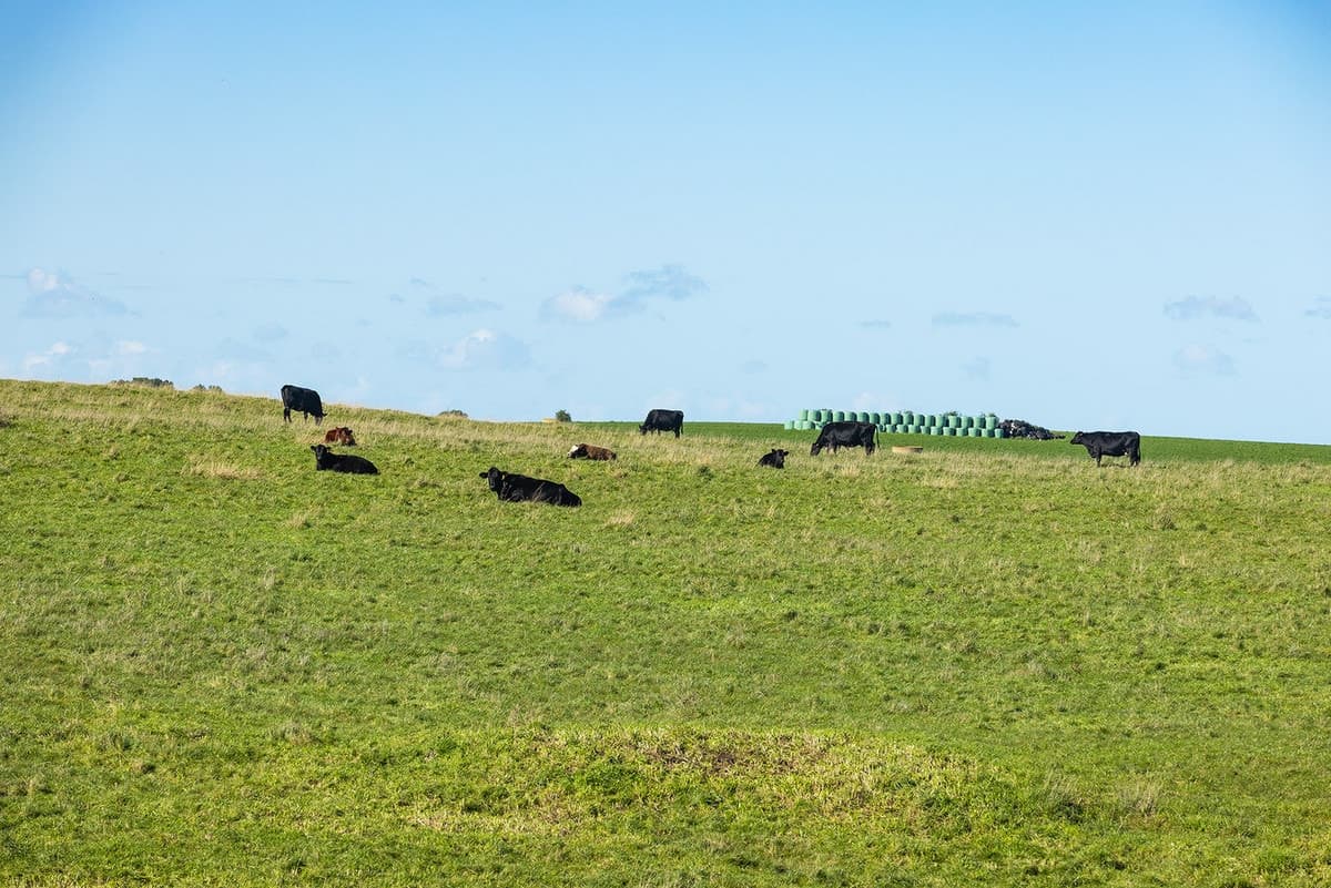 Penshurst - Port Fairy Road, Crossley, VIC, Crossley - Thumbnail 5