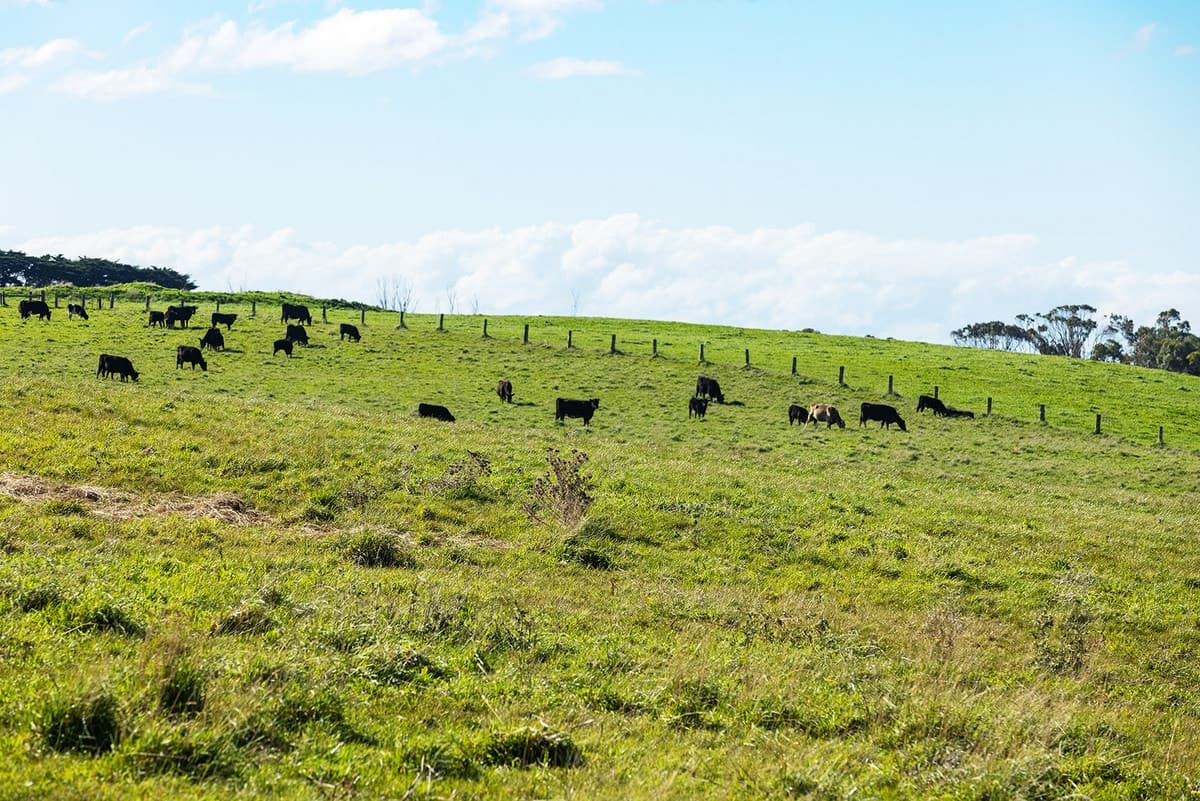 Penshurst - Port Fairy Road, Crossley, VIC, Crossley - Thumbnail 8