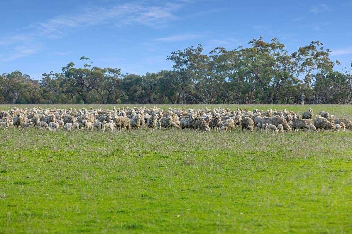 786 Rocklands Road, Balmoral, VIC, Balmoral - Thumbnail 2
