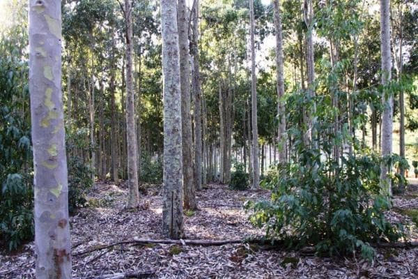 Loop Road, Hotspur, VIC, 3304, Australia, Hotspur - Thumbnail 3
