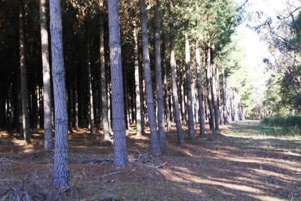 Loop Road, Hotspur, VIC, 3304, Australia, Hotspur - Thumbnail 4