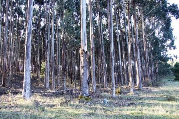 Loop Road, Hotspur, VIC, 3304, Australia, Hotspur - Thumbnail 5