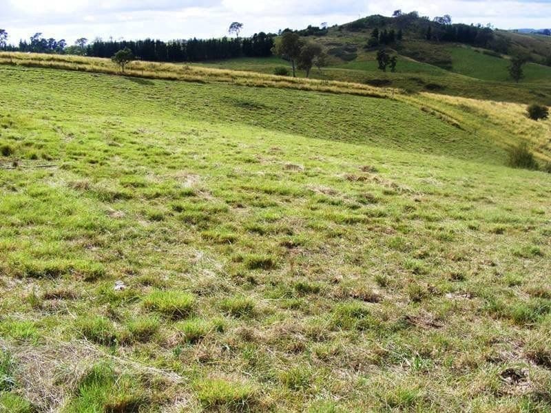 1473 Candelo Wolumla Road Candelo NSW, Candelo - Image 1